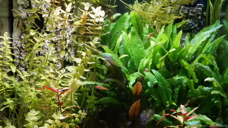 Nach 1,5 Jahren Standzeit von avronaut (4)