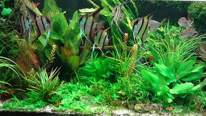 nach 1 Jahr 1.6.2015 von Grünhexe (198)