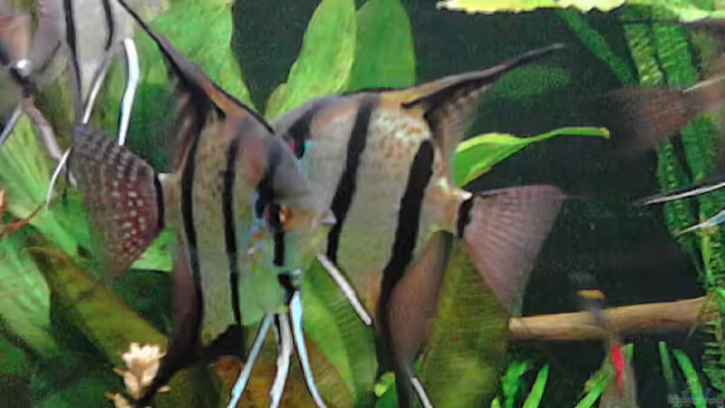 nach 1 Jahr 1.6.2015 von Grünhexe (202)