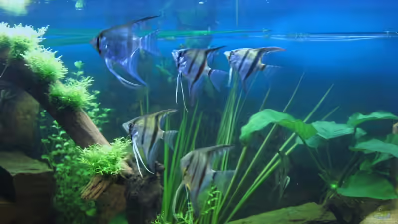 Nach 1 Monat: 6 Skalare  von Christian Messner (4)