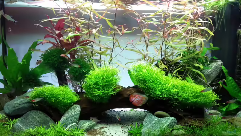 nach 1 monat von aquaristikman (15)