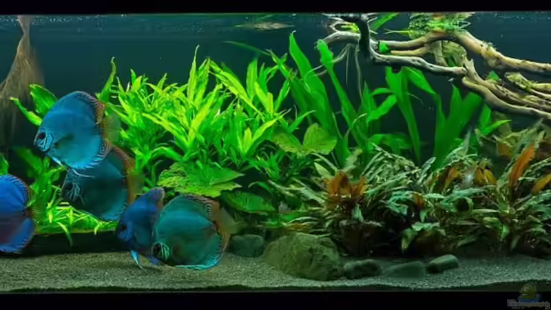 Nach 1 Monat von Finch (1)