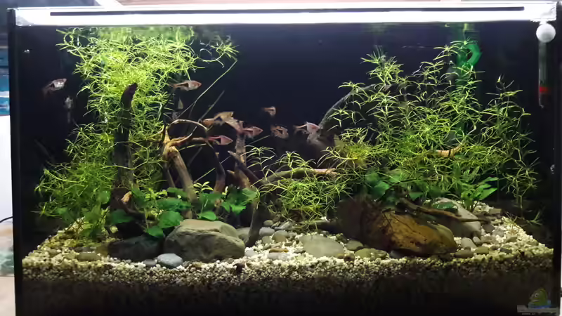 nach 1 Monat von Renke (5)