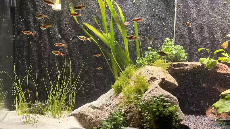 Nach 1 Woche…  von BoelleRBL (9)