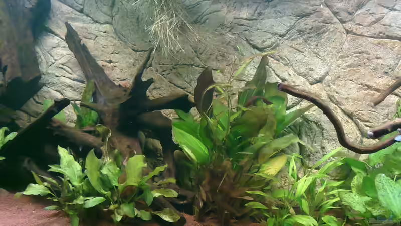 Nach 1 Woche Einfahrzeit von Blue2 (15)