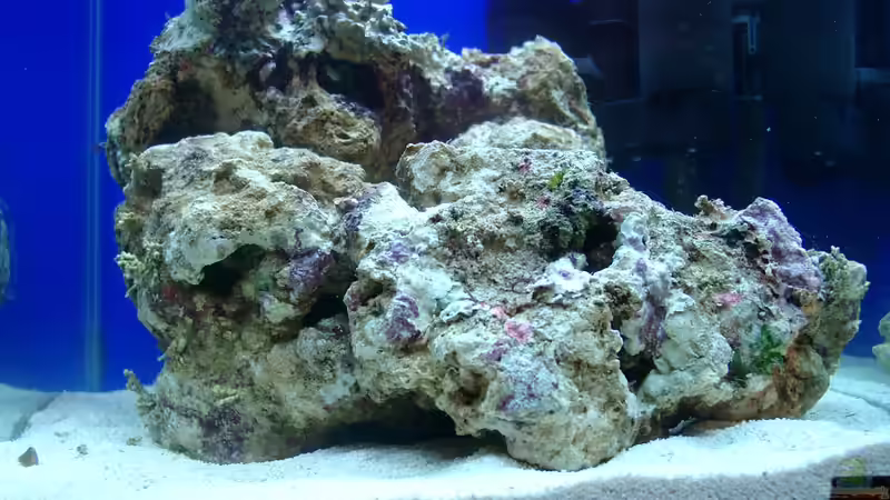 Nach 1 Woche kam am 05.01.2012 das erste lebend gestein von Bürste (1)