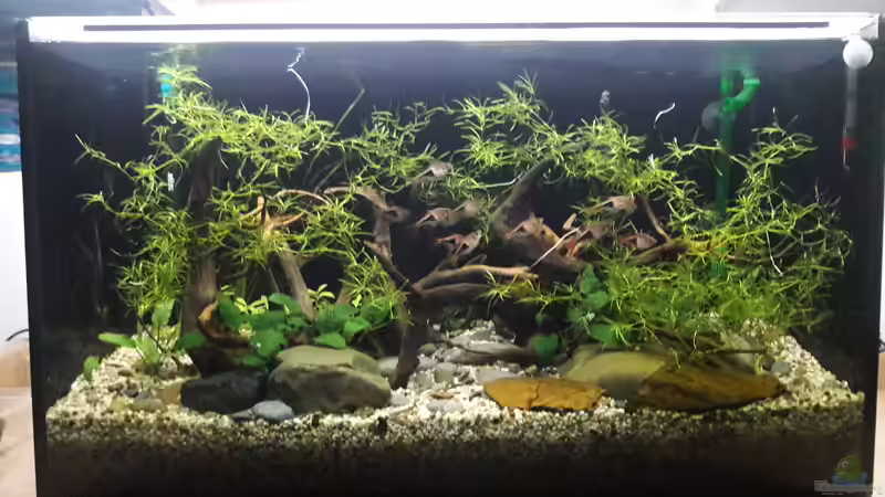 nach 1 Woche von Renke (4)