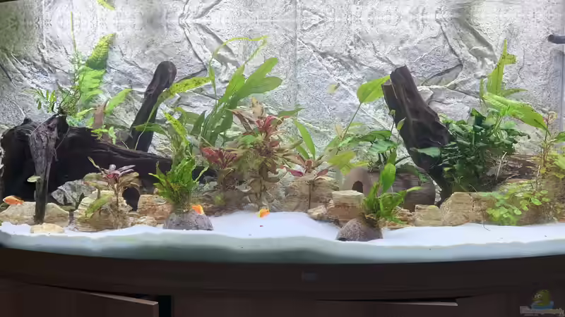 nach 10 Tagen Dunkelkur wieder normale Verhältnisse! Ende März 2021 von Donelli (7)