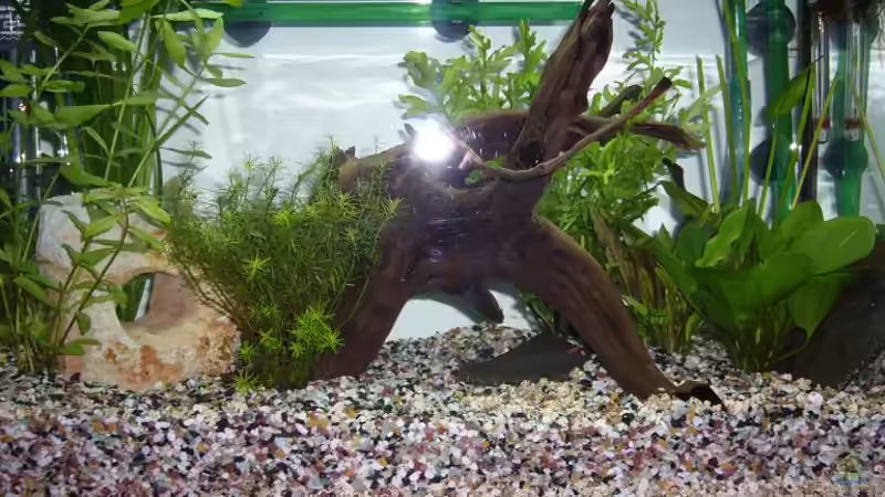 nach 10 Tagen von Sunnyboy_72 (2)