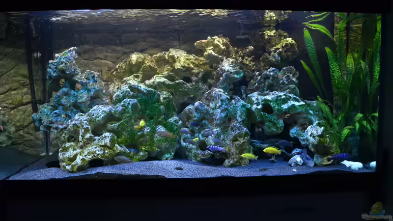 nach 12Wochen + Außenfilter von Lordi (5)