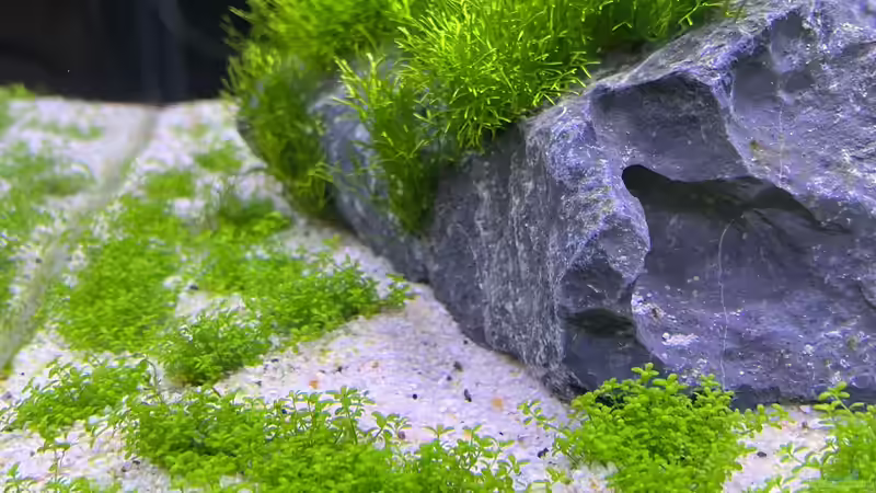 Nach 2-3 Wochen schon gutes Wachstum??? von Dietmar Keßl (20)