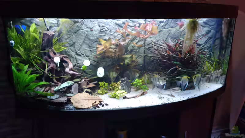 Nach 2 Jahren, frisch gegärtnert von AdrianSoS (10)