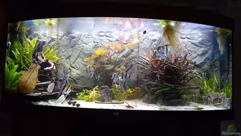 Nach 2 Jahren, frisch gegärtnert von AdrianSoS (11)