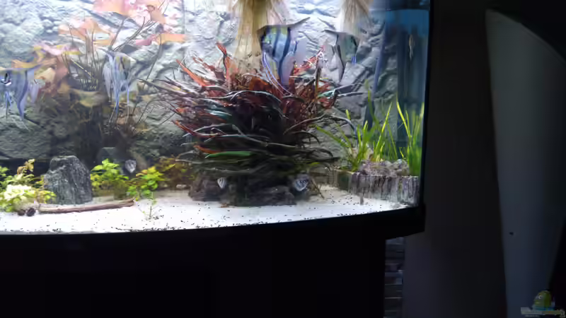 Nach 2 Jahren, frisch gegärtnert von AdrianSoS (12)