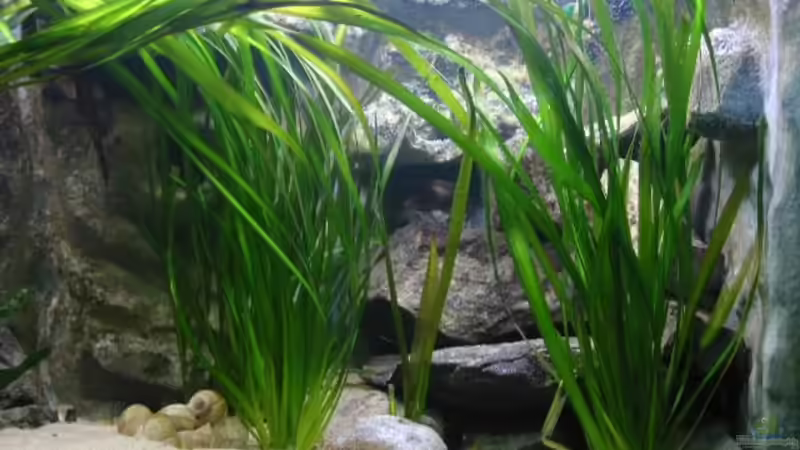 nach 2 Monaten von Ronald Müller (6)