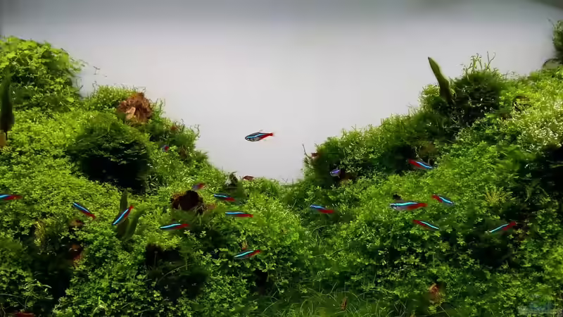 Nach 2 Monaten von Scaper (14)