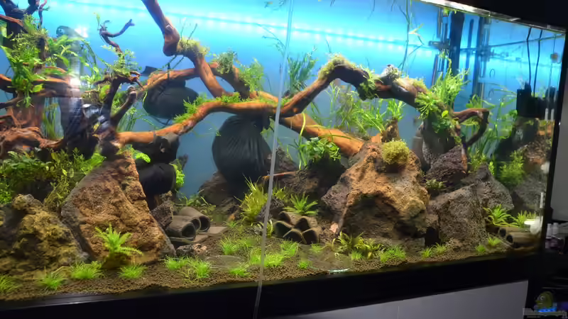 nach 2 Wochen/ die schwarzen Säcke sind Gewichte für die Wurzeln/ mit Wasserschlauch von Gallius (3)