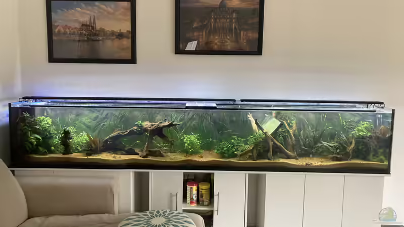 Nach 2 Wochen  von Fischfan11 (4)