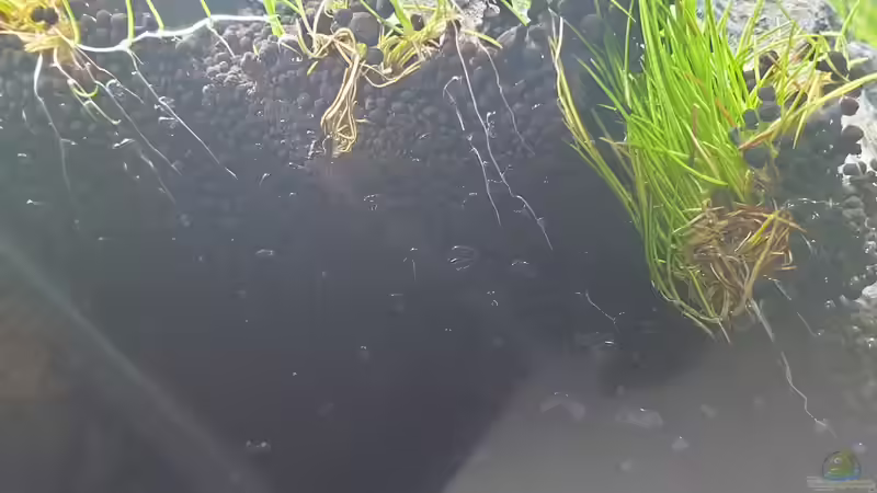 nach 2 Wochen Drystart, es haben sich schon erste sichtbare Wurzeln gebildet von similis (24)