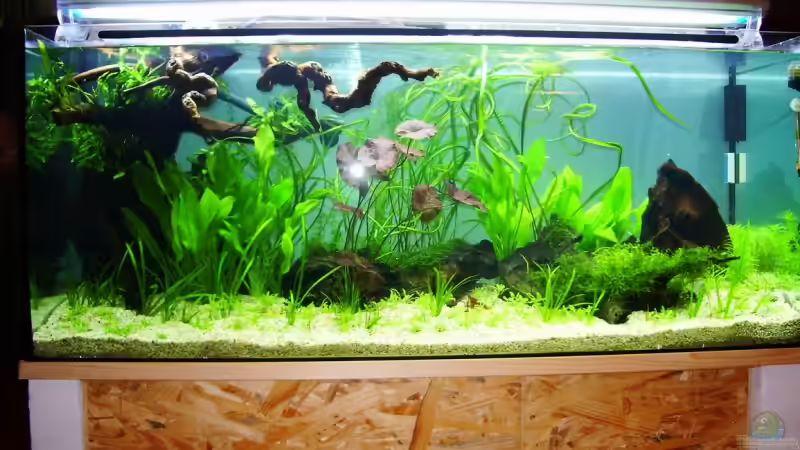 nach 2 Wochen Einlaufzeit von Wolfgang Untergasser (2)