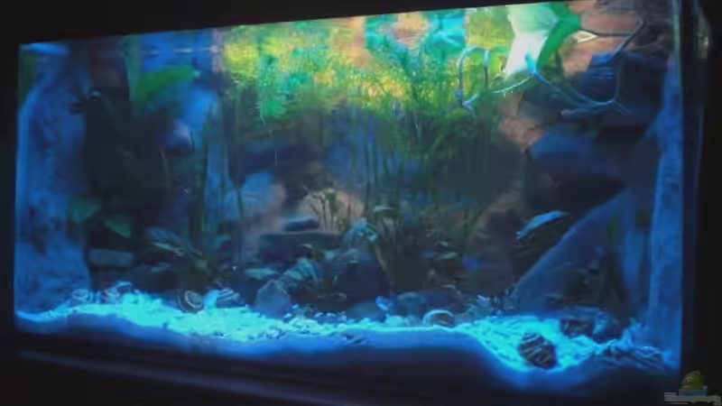 Nach 2 Wochen mit Besatz (Stand: Frühjahr 2009) von mawa (2)