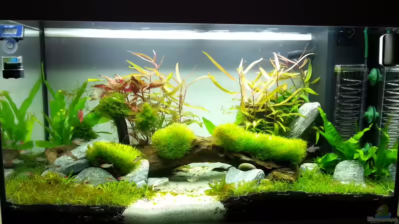 Nach 2 wochen mit schmieralgen von aquaristikman (13)