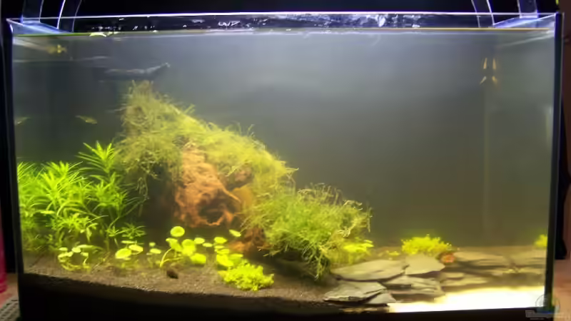 Nach 2 Wochen und einigen Erlenzapfen. Deshalb is es auch so schick gelb .. von Dani B (3)