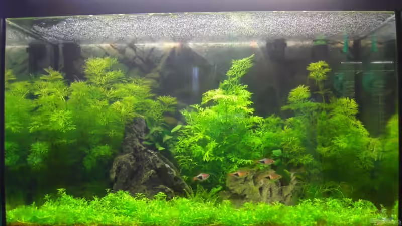 Nach 2 Wochen von Klaus Bachmann (4)