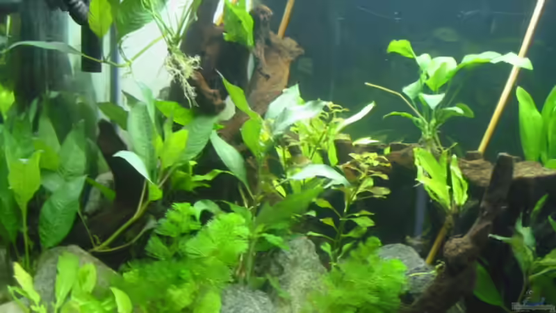 nach 2 Wochen von Markus Fuchs (2)