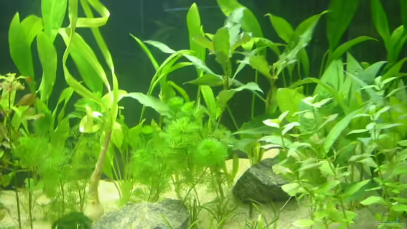 nach 2 Wochen von Markus Fuchs (3)