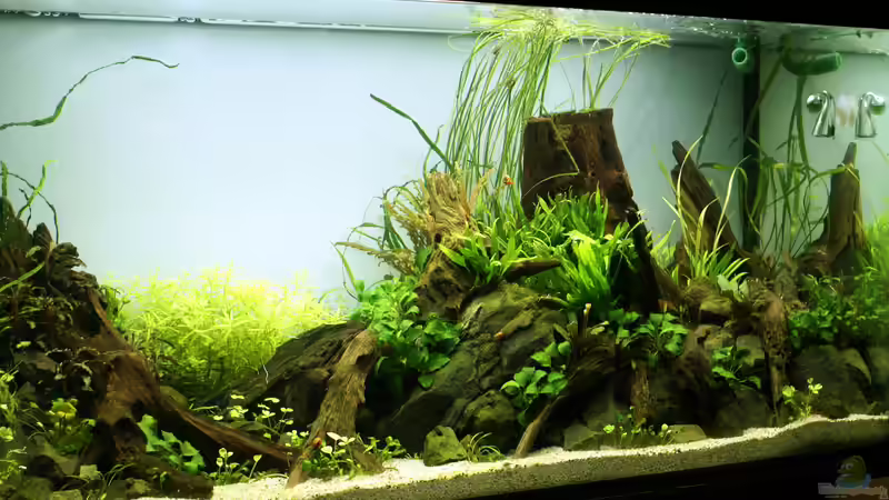 nach 2 Wochen von Micha... (4)