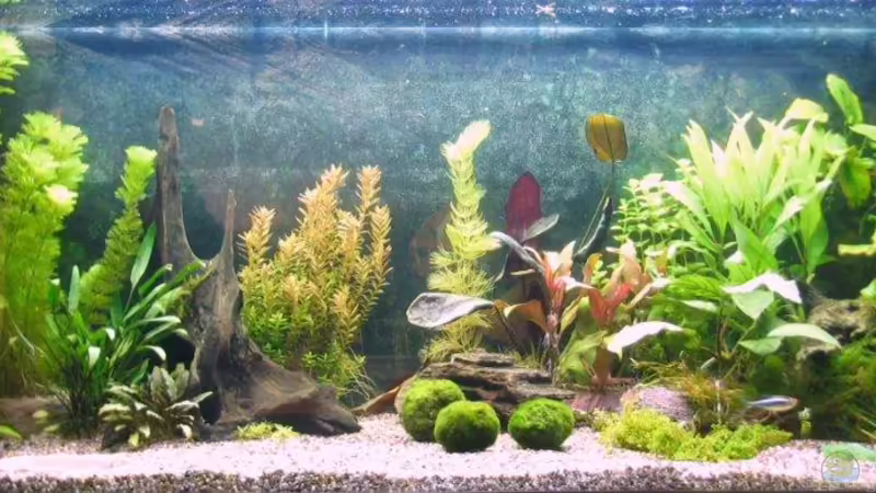 nach 2 Wochen von Oktopus (3)