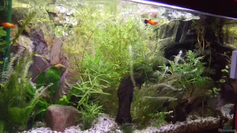 nach 2 wochen von Thomas Burger (4)