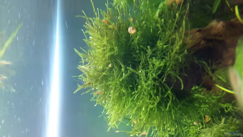 Nach 2 wochen wurden die Bewohner inkl. des Materials aus ihrem alten habitat umgesiedelt. von Spawngrow (6)