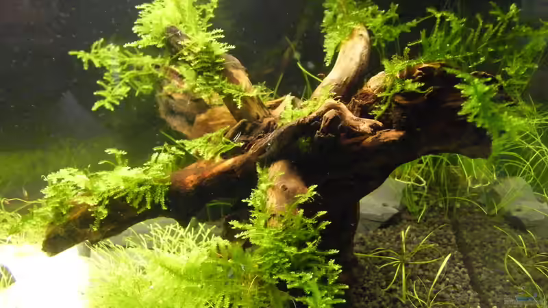 nach 3  Wochen von Tino Laue (16)