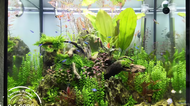 Nach 3 Monaten  von Aquaritch (10)