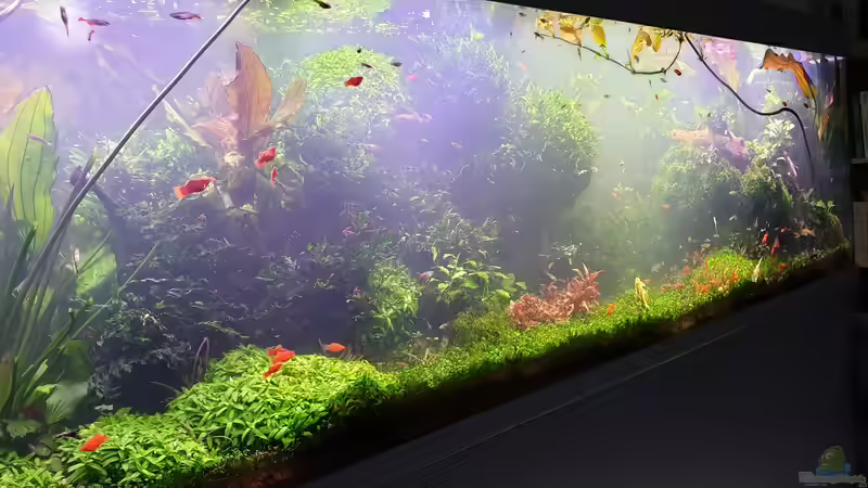 Nach 3 Stunden Gärtnern, Rest wird am langen WE erledigt. von Christian Roger Rohrer (18)