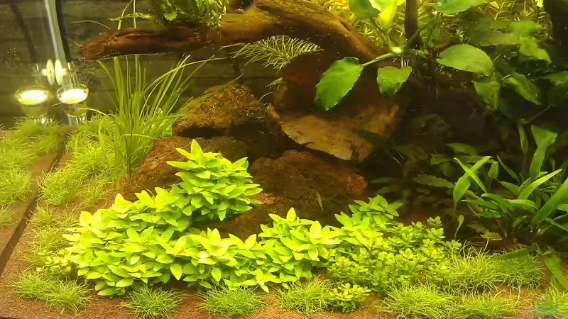 nach 3 Wochen, weiterhin in der Entwicklung... von El Hein (18)