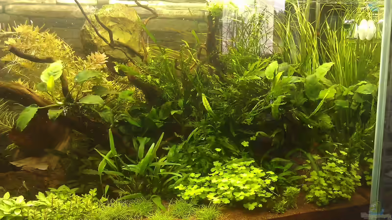 nach 3 Wochen, weiterhin in der Entwicklung... von El Hein (19)