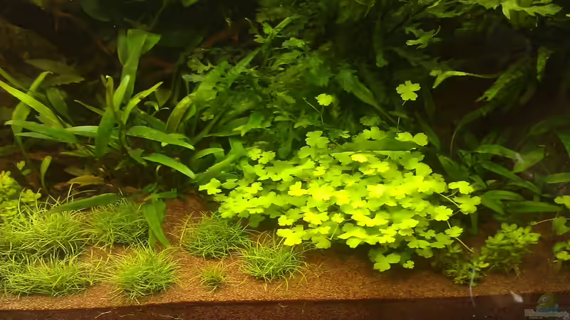 nach 3 Wochen, weiterhin in der Entwicklung... von El Hein (22)