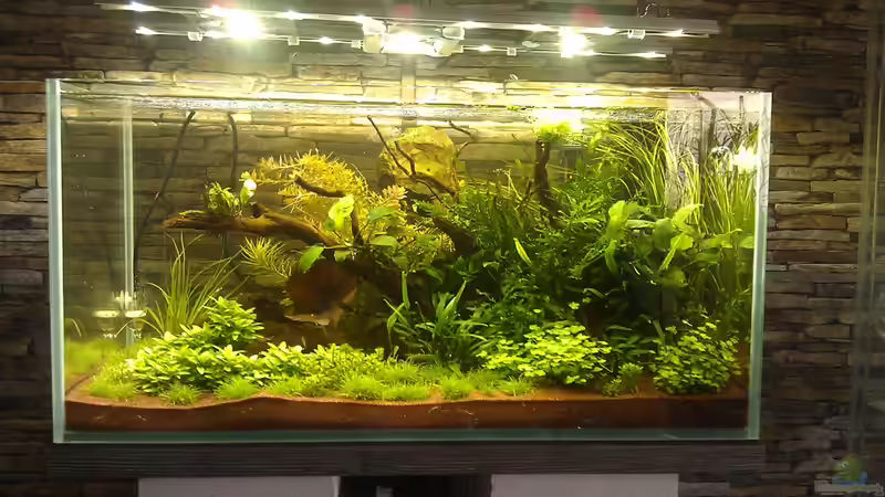 nach 3 Wochen, weiterhin in der Entwicklung... von El Hein (7)