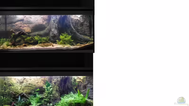 Nach 3 Wochen von Intershrimpview (10)