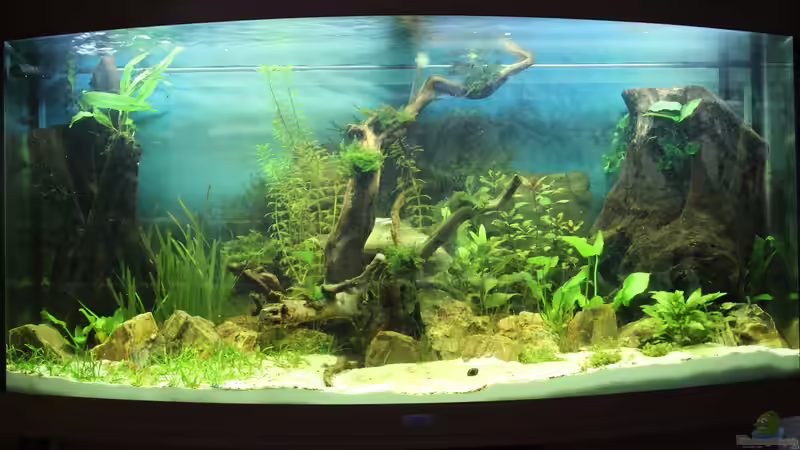 nach 3 Wochen von Jumata (4)