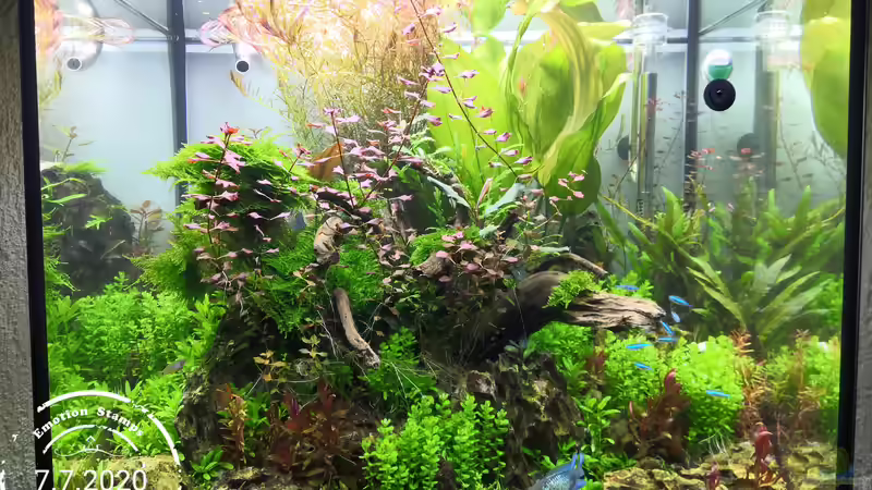 Nach 4 Monaten  von Aquaritch (11)