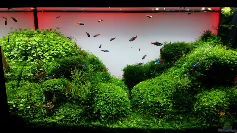 Nach 4 Monaten von Scaper (15)