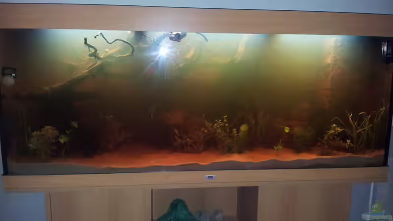 Nach 4 Wochen einlaufzeit Pflanzen eingesetzt von Hans Lonzeck (18)