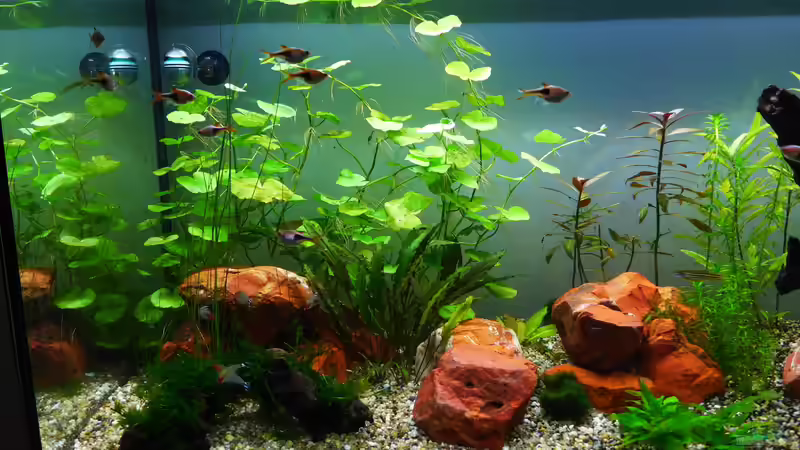 Nach 4 Wochen linke Seite von BerndL (7)