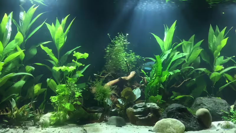 Nach 4 Wochen mit Besatz von Stocker (3)