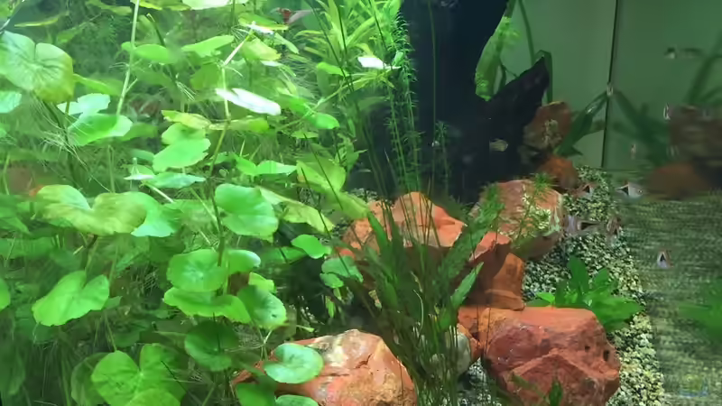 Nach 4 Wochen von der Seite von BerndL (8)