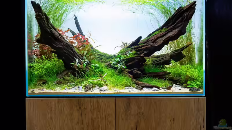 nach 4 Wochen von Fredo Fuss (5)